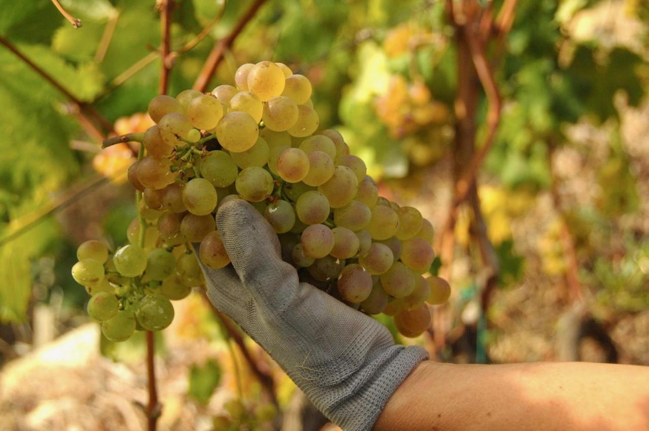 La Casa Del Podere 卡斯泰拉罗 外观 照片